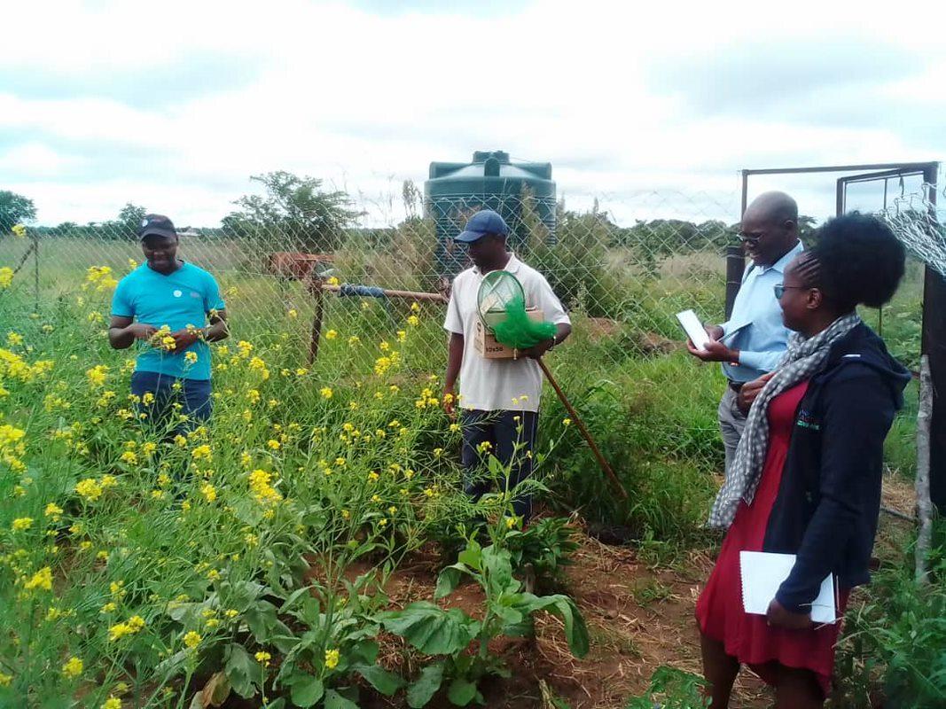 Farmers in Zimbabwe are working with Action Against Hunger and learning how to harness the power of natural pollinators.