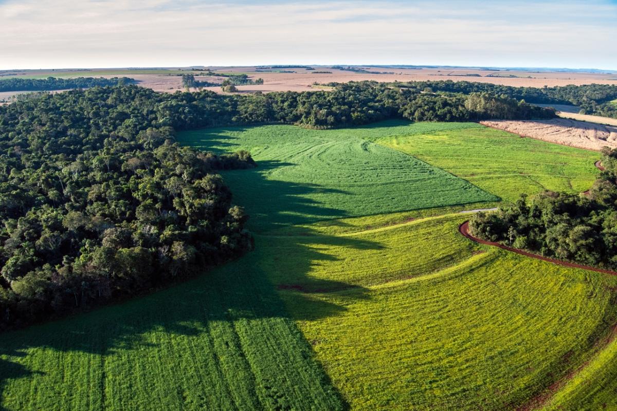 Fields and forest from above