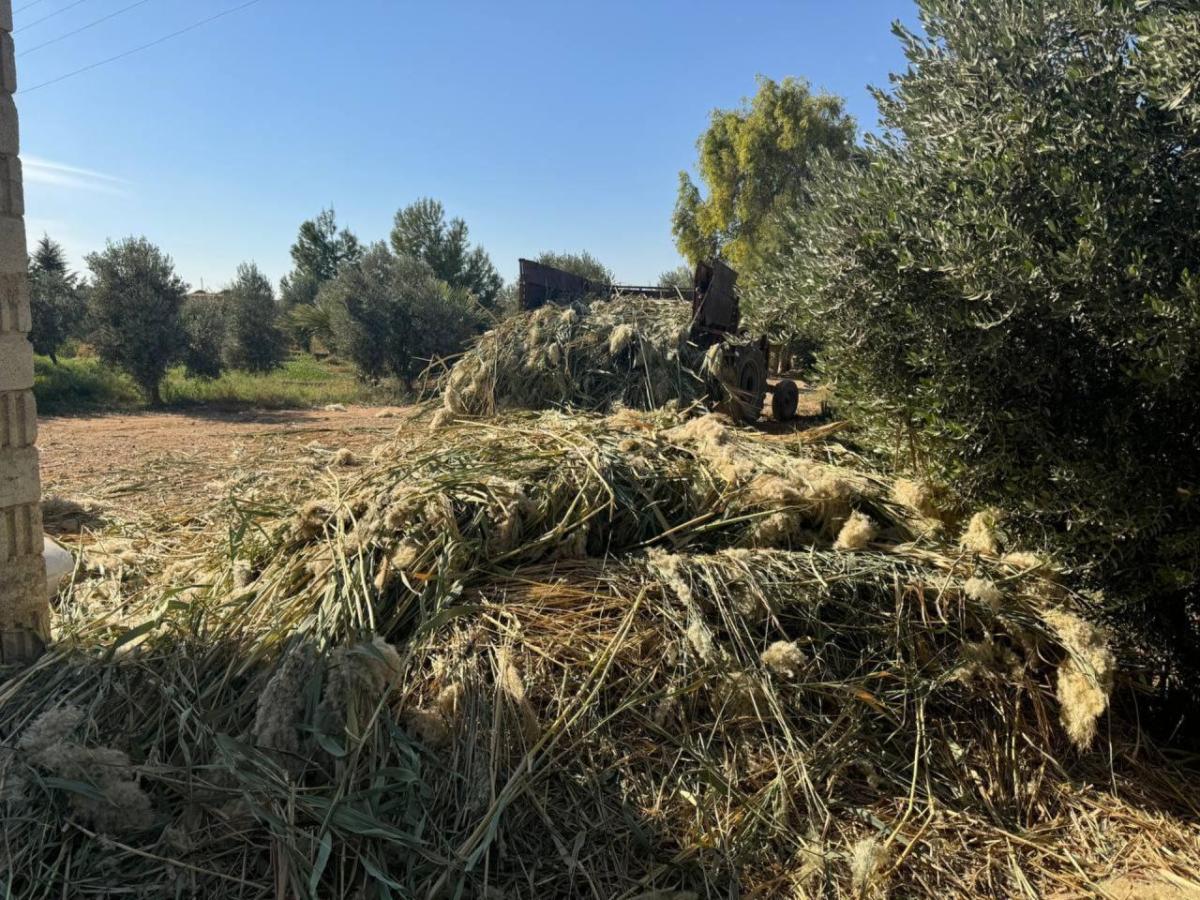 Invasive Giant reed grows rapidly, damaging soil and infrastructure in Syria.