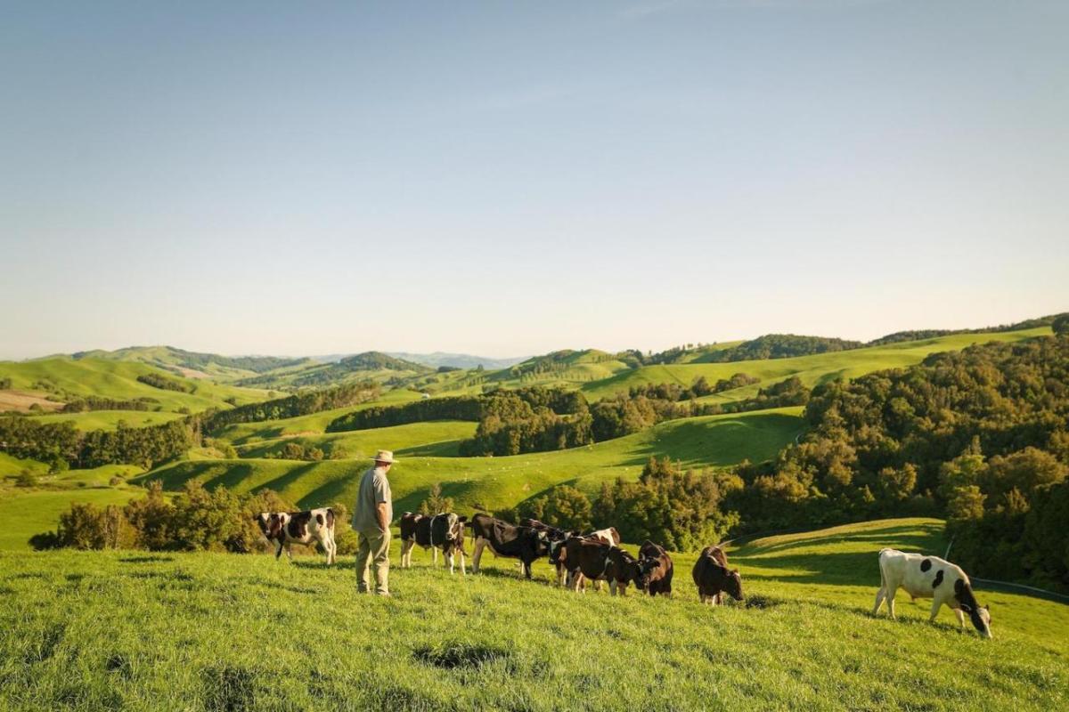 farmer looks out onto his cows across field