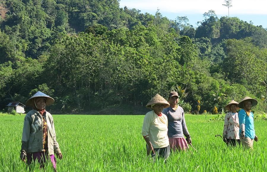 Farmers in a rice-and-agroforestry landscape in Indonesia.