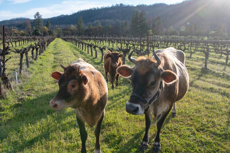 Farming in different ways at Frey Vineyards