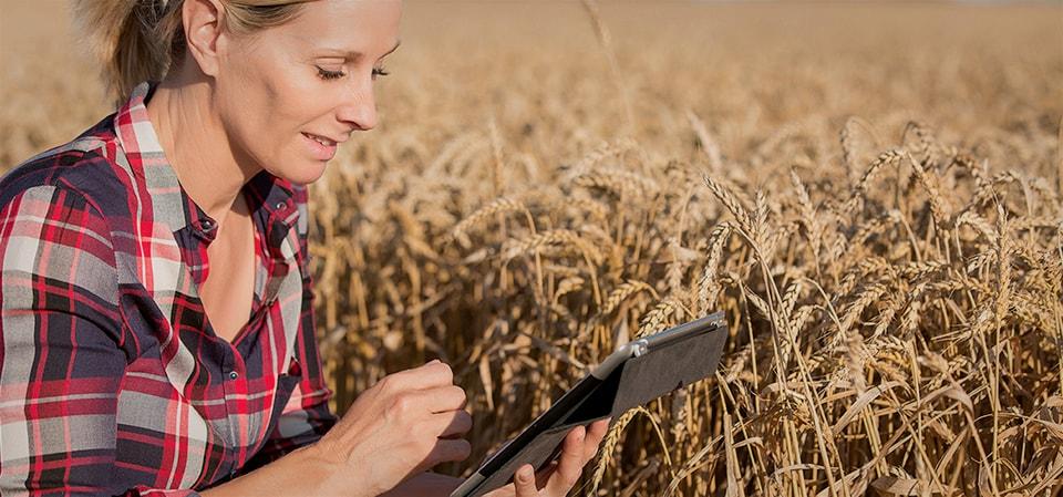 farmer in field of crops looking at a tablet