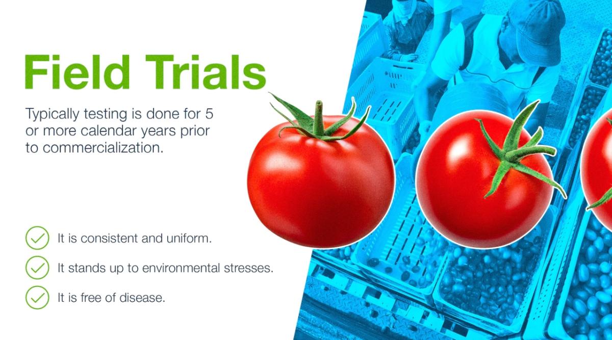 "Field Trials" "New plant varieties are tested on multiple sites over many years before being introduced into agricultural practice. Test trials range from a few locations in a year to several hundred locations." Red tomatoes and people collecting crops with a blue filter.