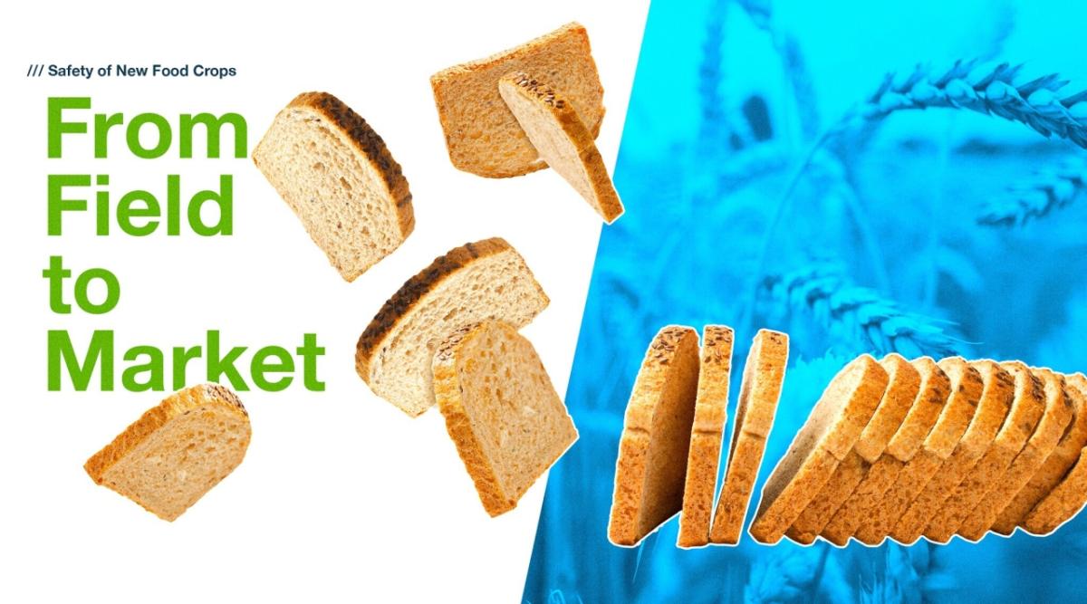 "From Field to Market" Slices of bread and wheat crop with a blue background.