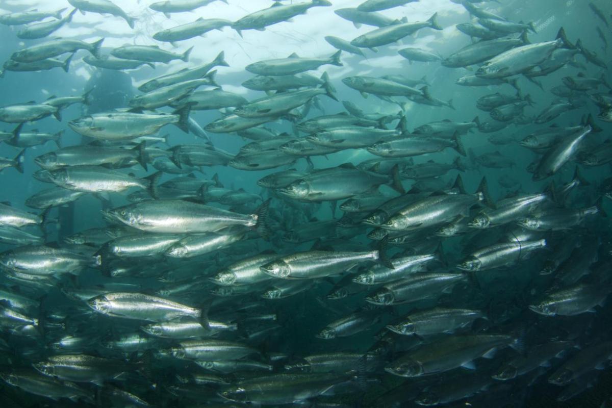 To meet global demand for fish products in a sustainable way, new thinking is essential. Find out how Sustainable Blue worked with Fairfield Control Systems and Rockwell Automation to develop an innovative recirculation aquaculture system that allows a clean, safe and sustainable environment for fish. " "