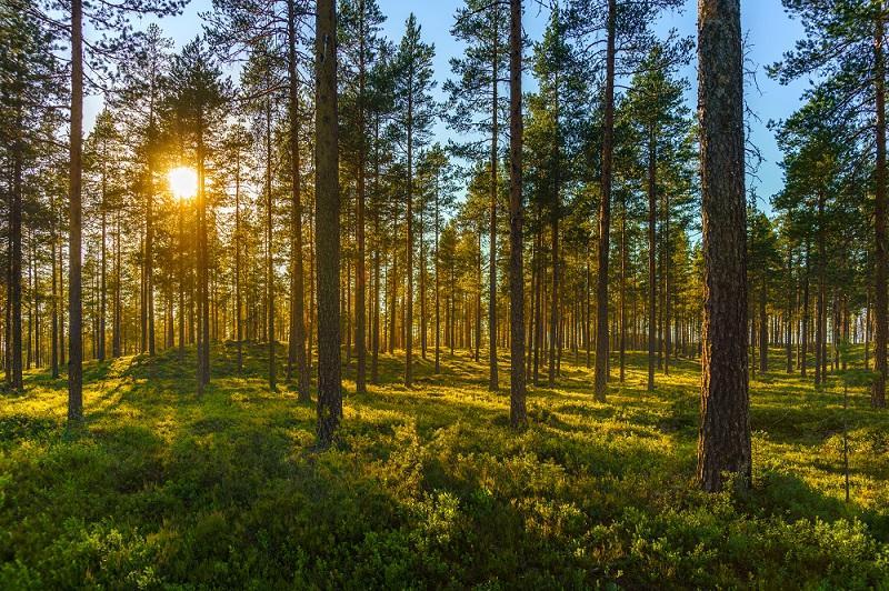 Sunny Forest