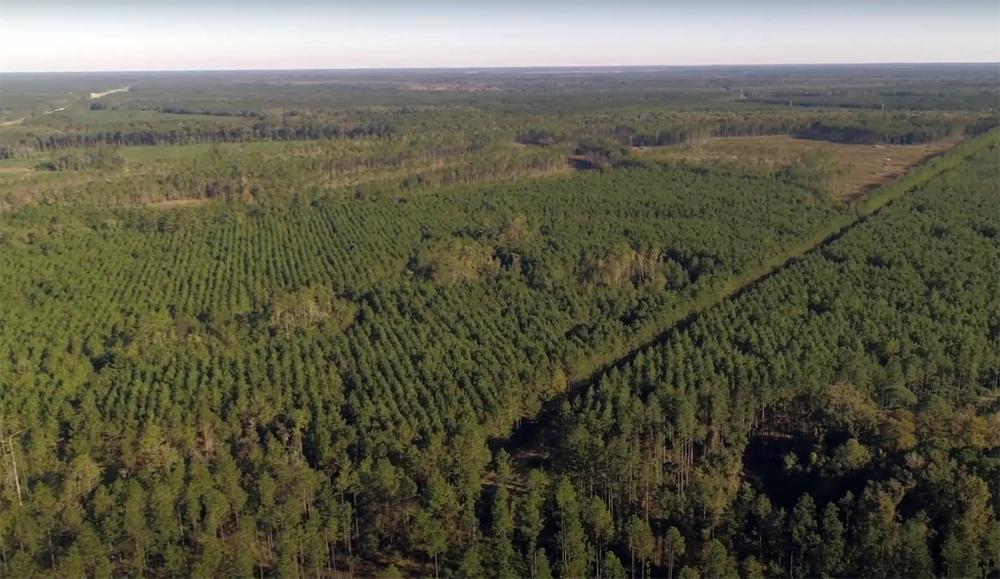 aerial view of forest