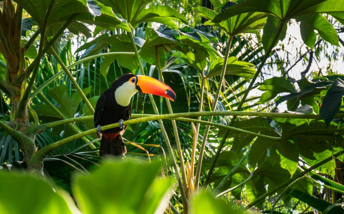 Toucan on a branch