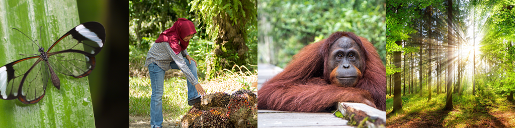 Collage of four images: a butterfly, a person next to a pile of durians, an orangutan, and sunlight through dense trees.