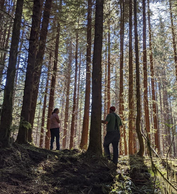 Forest thinning efforts