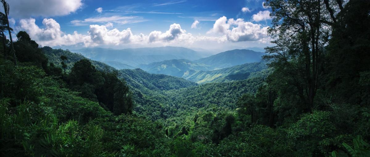 Forest and skyline