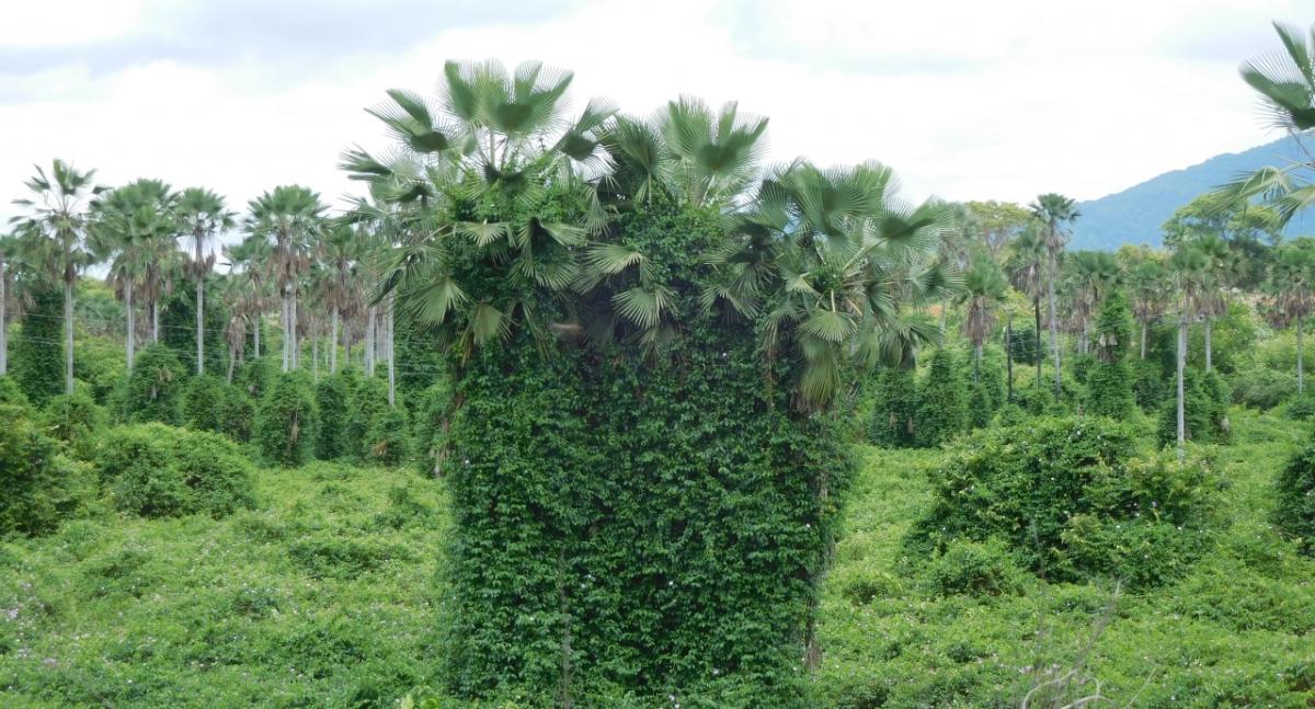 Carnaúba Palm covered with Devil's claw vine. Photo credit Dr. Harry Evans
