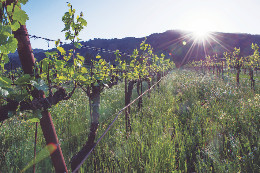 Frey Vineyards in Northern California