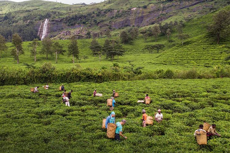 A tea garden in Zambezia Province in Mozambique