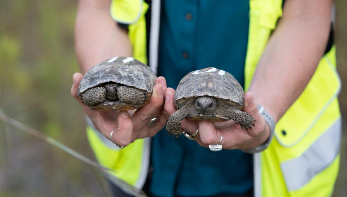 A person wearing a hi-vis vest holding 2 tortoises 