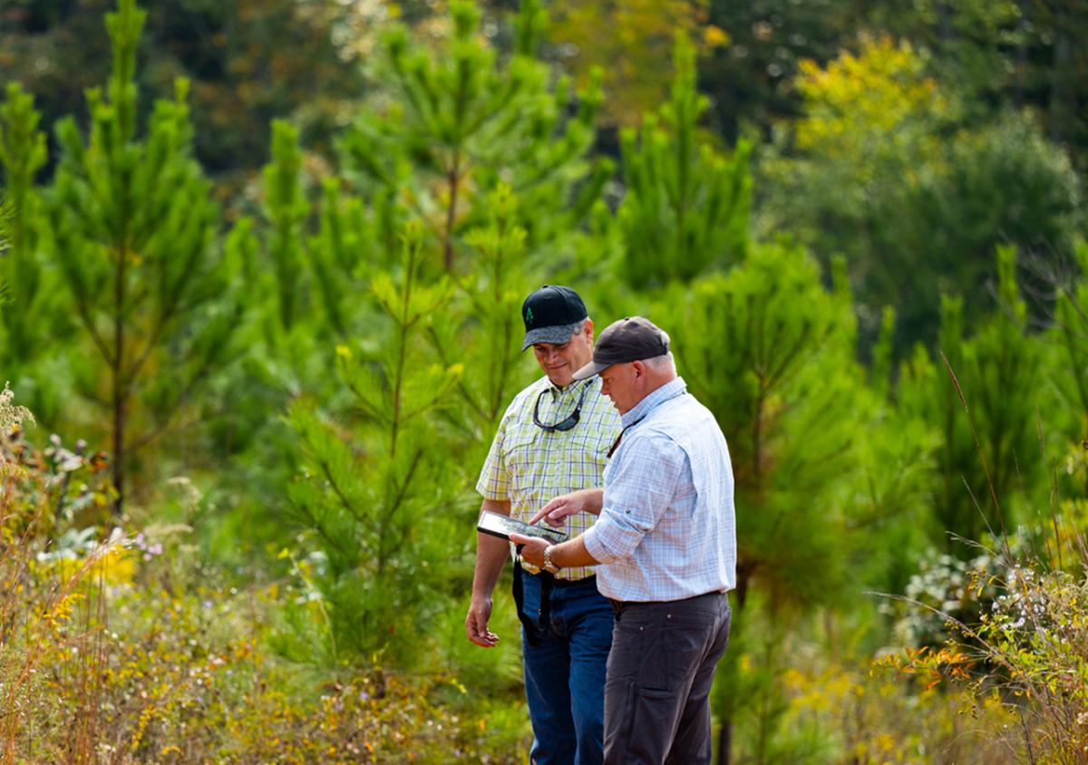 two people standing amongst trees