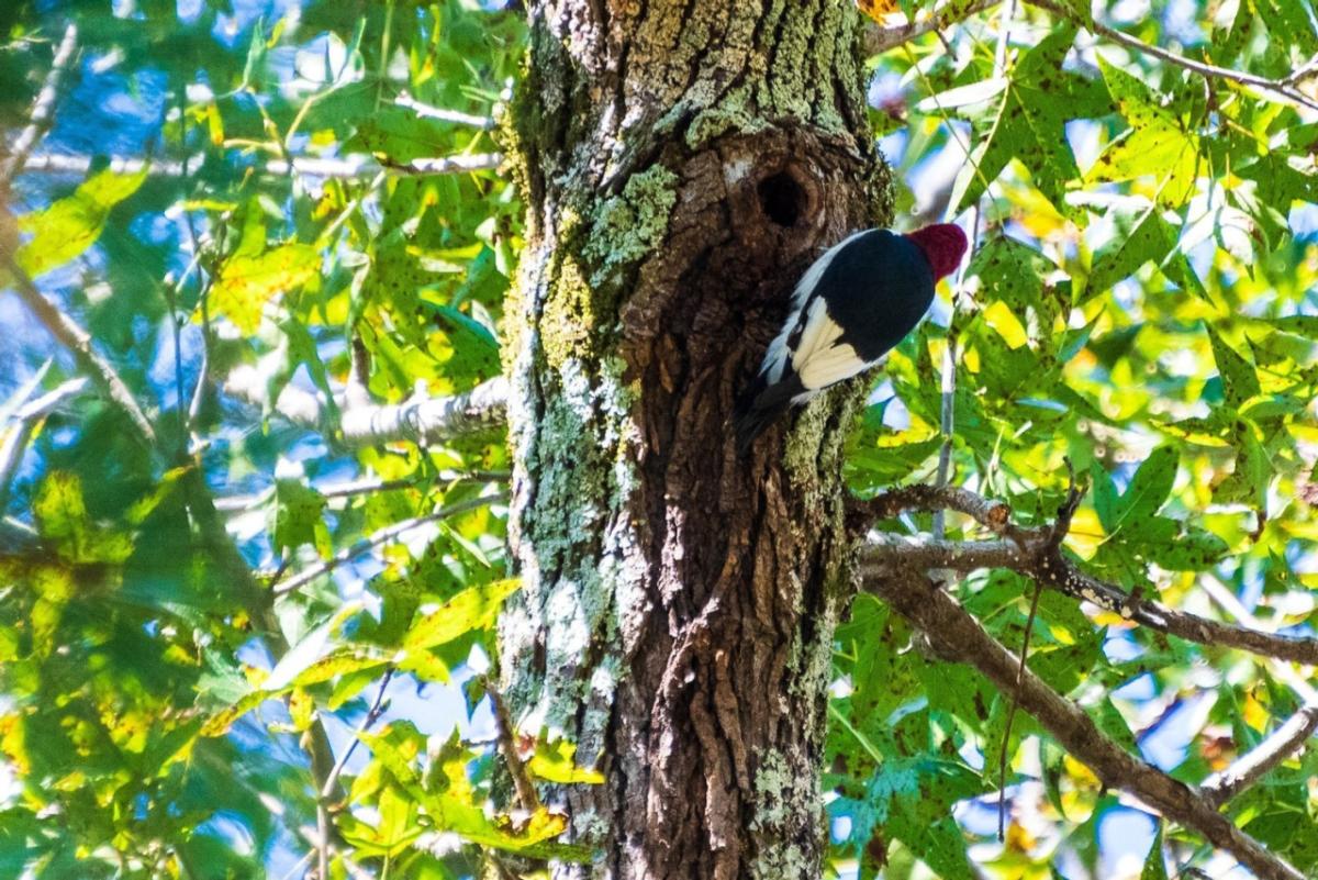 Georgia-Pacific Wildlife.  