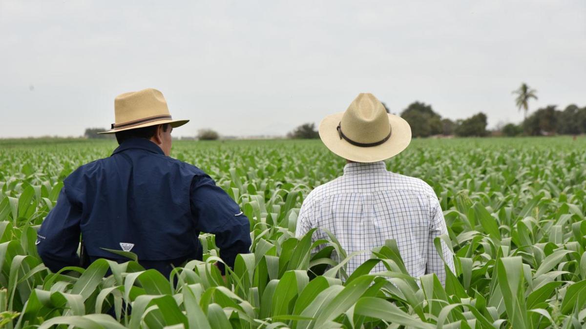 Two people in a cornfield