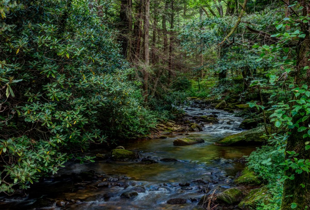 Photo of a Georgia forest