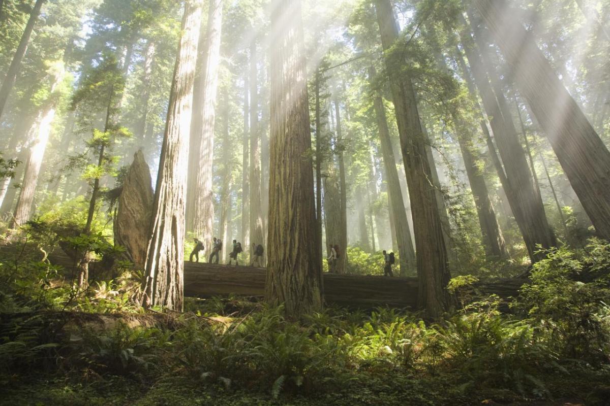 Hikers in the forest