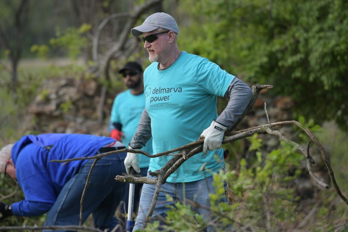 A volunteer carrying twigs