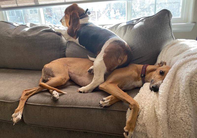 Heather's two dogs on the couch.