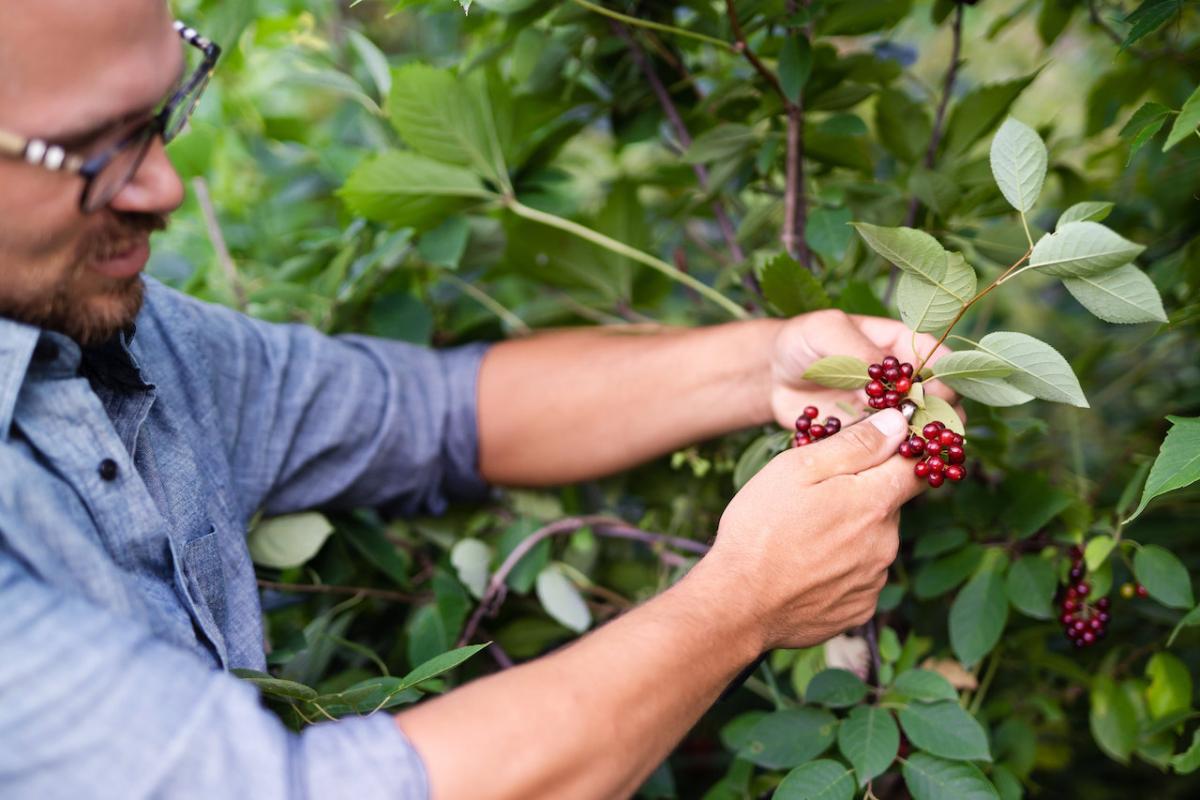 Tim Clemens picking berries.