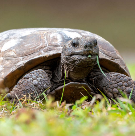 Gopher Tortoise