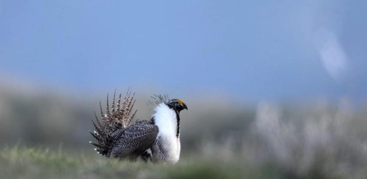 Bird in field