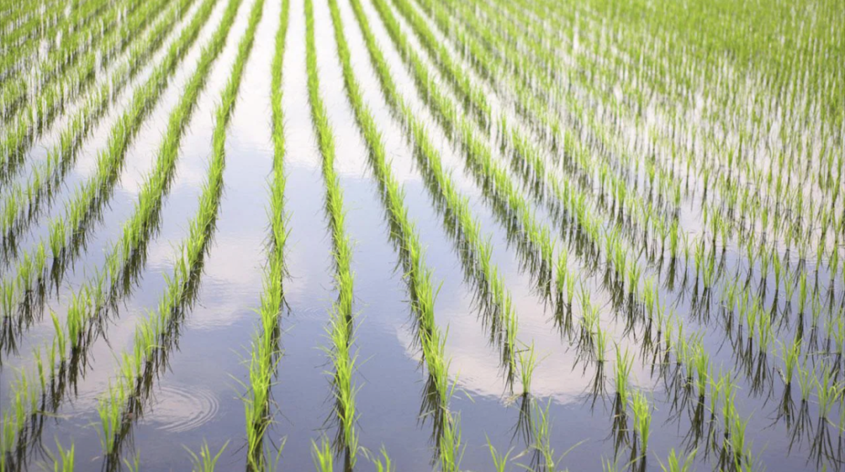 flooded rice field