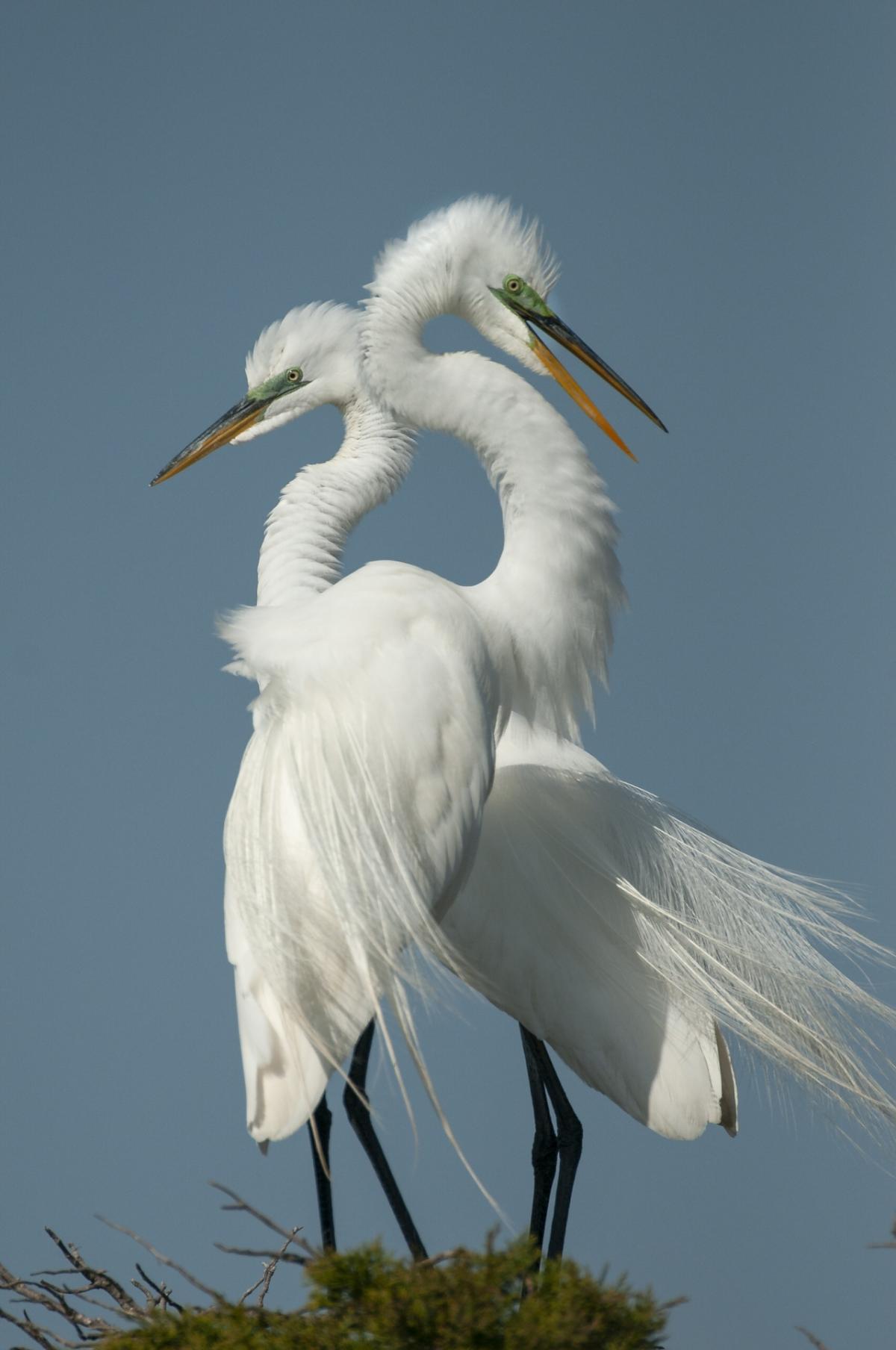 Great Egrets