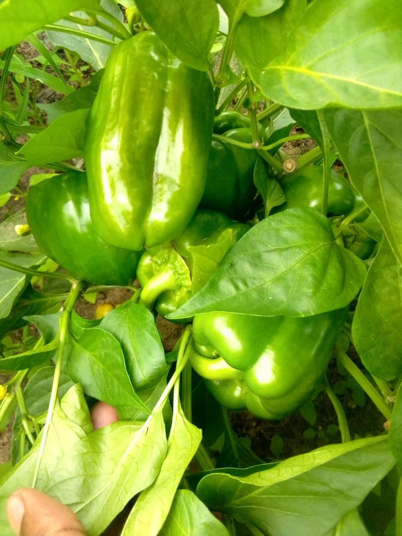 With the help of local pollinators, farmers in Zimbabwe are able to harvest vegetables like green bell peppers. 