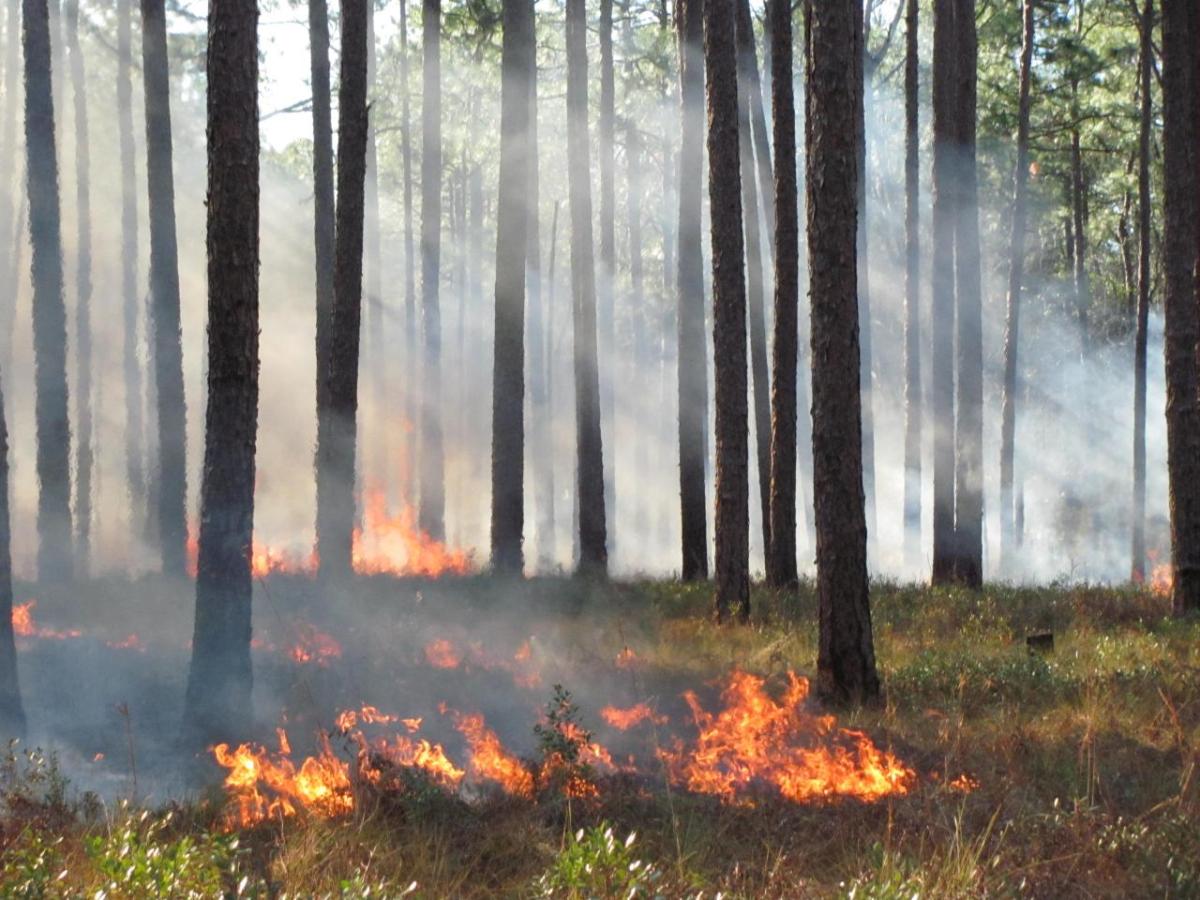 controlled burn in forest