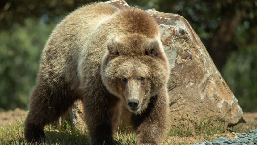 Bear walking 