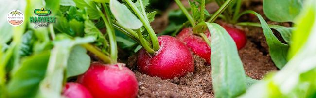 Close up of radishes growing in a garden.