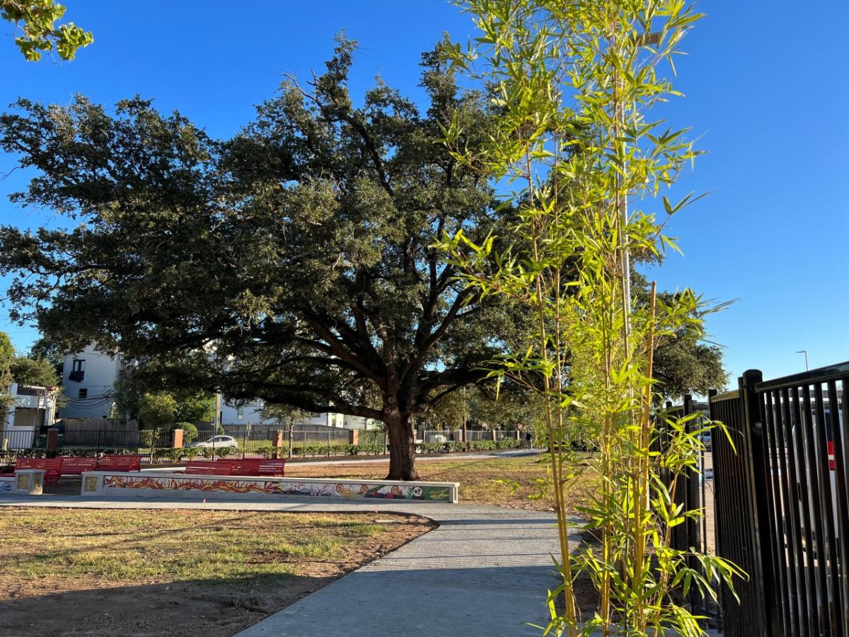 Bamboo plant next to path and in front of large tree