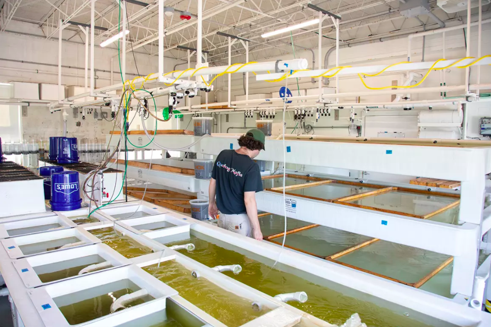 Oysters being inspected at the company Running Tide of Portland, Maine, which uses robotics, sensors and machine learning in its aquaculture operation that sells oysters and clams. Photo credit: RUNNING TIDE