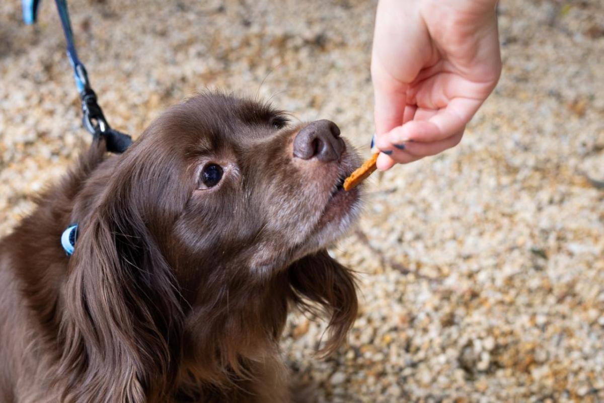 A brown dog is fed invasive carp treats by a person