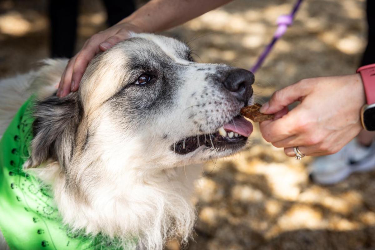 A white dog with brown spots is fed invasive carp treats by a person