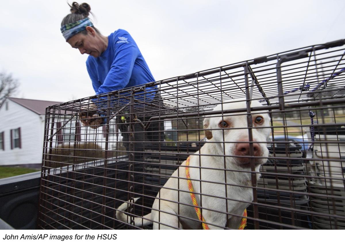 person helping dog in a crate