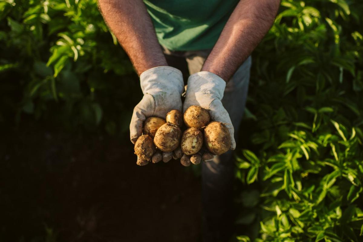 Hands holding potatoes