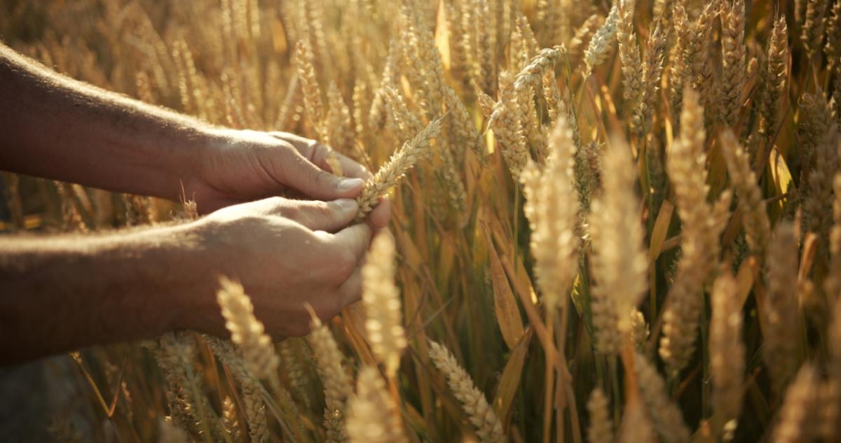 hands holding wheat