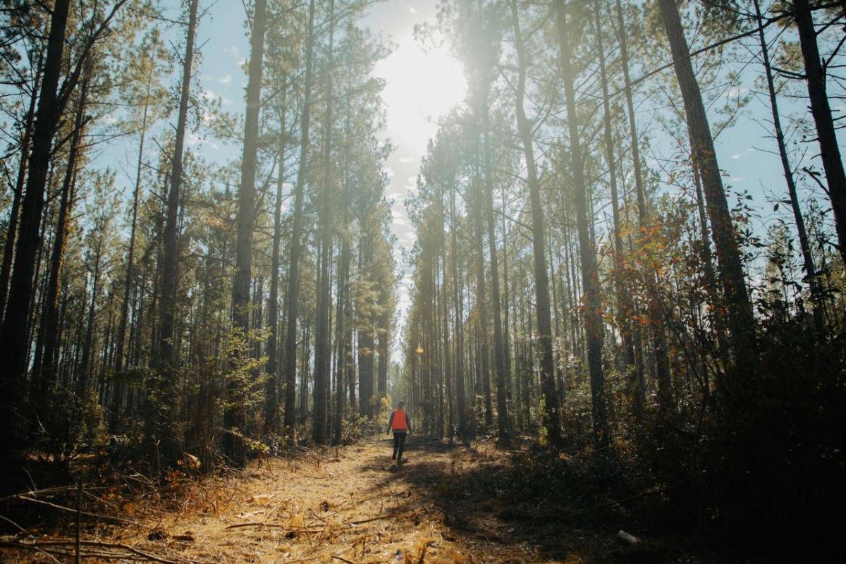 person walking in the woods