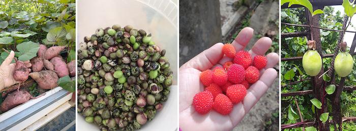 Montage of harvest of fruits and vegetables.