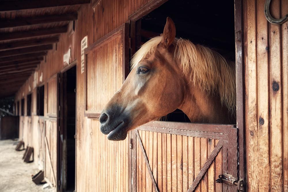 horse in a stall