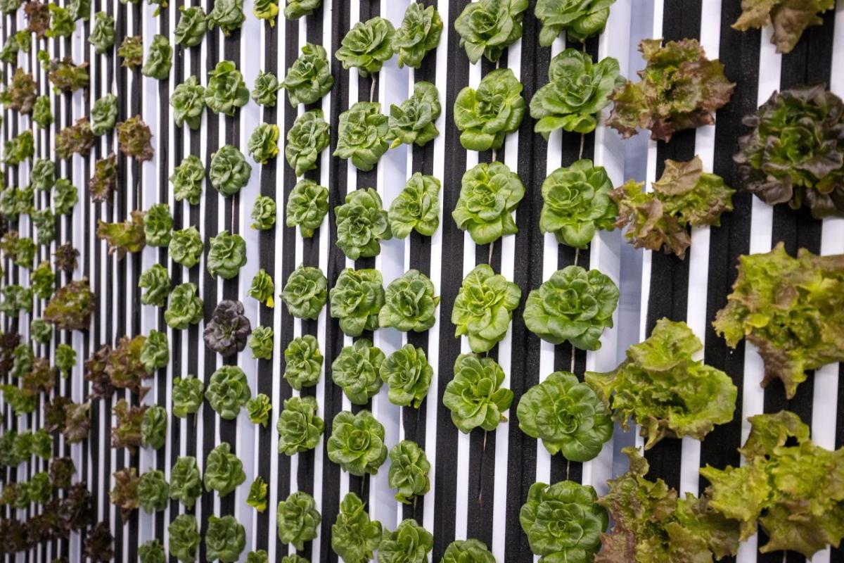 Heads of lettuce growing in rows inside hydroponic farm.