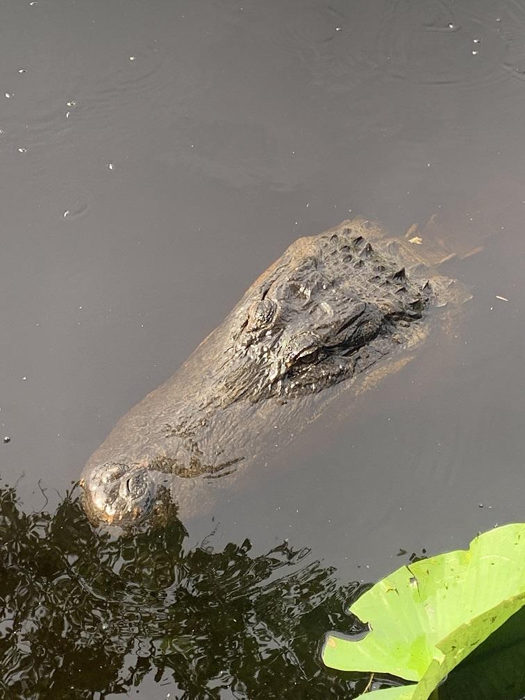 alligator's head rising from the water