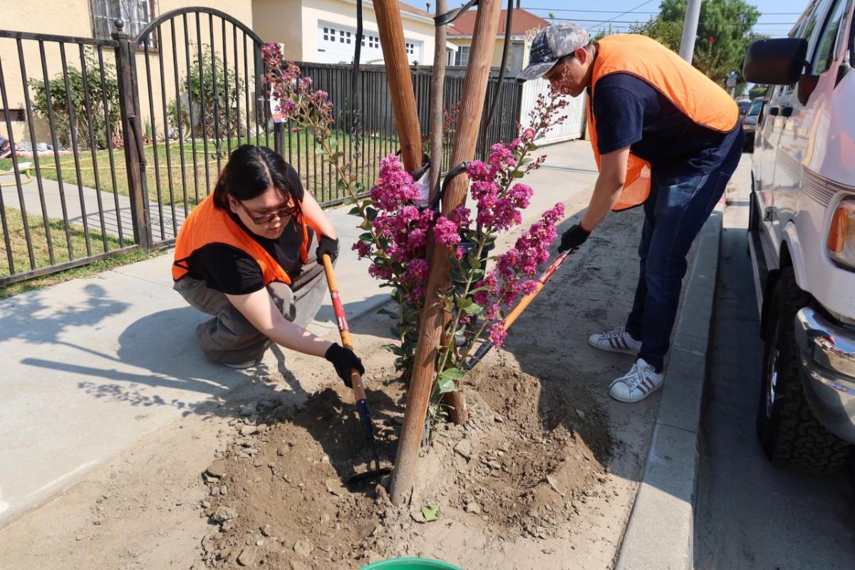 AEG employees cared for recently planted trees by removing invasive weeds, watering, mulching, and adjusting support stakes.