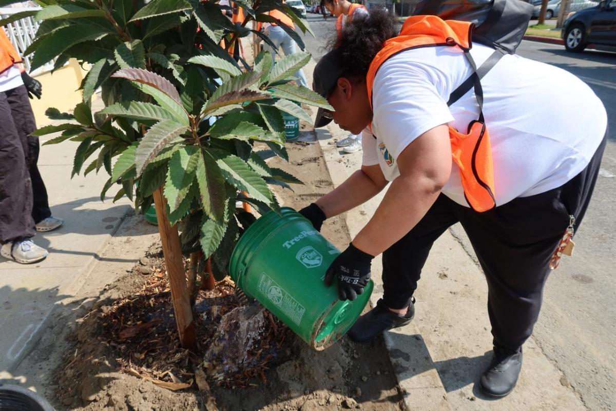 Volunteers helped nurture recently planted trees.